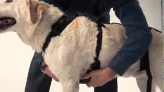 HelpEmUp Harness  Fitting Demonstration [upl. by Asaeret]