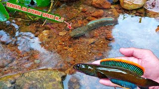 Cara Termudah Mencari Channa Limbata Di Kolam TerbengkalaiSawah  Mancing Ikan Channa Limbata [upl. by Htepsle337]