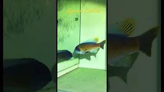 MMA Short  African Cichlids  African Cichlid Tank cichlid africancichlids aquariumfish fish [upl. by Eecyaj996]