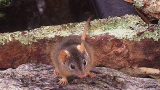 Antechinus Closeup [upl. by Toddy281]