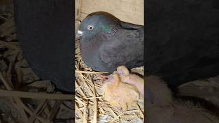 🥺R I P OVER ADI KARNA PURA CHICK  MISS YOU pigeon racingpegion bird [upl. by Nosnev543]