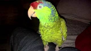 Mexican Red Head parrot 19yrs old [upl. by Katleen]