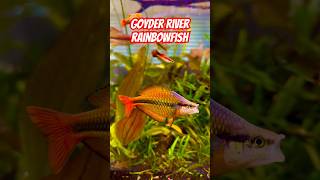 AMAZING Goyder River Rainbowfish in Planted Tank [upl. by Adis]