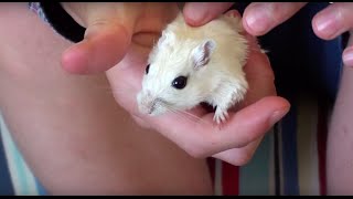 Gerbil Care  Instructional Videos [upl. by Natsirk761]