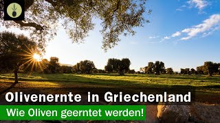 Olivenernte in Griechenland 2019 Wie Oliven geerntet werden [upl. by Athenian]