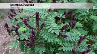 false indigo Amorpha fruticosa [upl. by Neeruan]