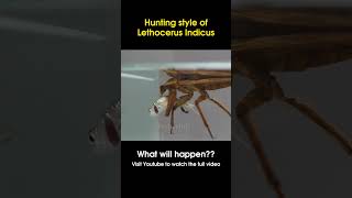 Hunting style of Lethocerus Indicus 21 [upl. by Brendin75]