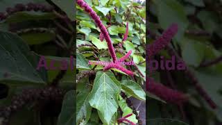 Acalypha hispida plants landscapephotograpy [upl. by Rbma74]