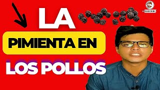 🙏 LA ESPECIA DIVINA ✍️ BENEFICIOS de la PIMIENTA NEGRA en POLLOS GALLINAS Y CODORNICES 🐔 [upl. by Aynekal39]