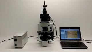 Olympus BX51 Microscope Fluorescence BX51TRF Pred BX53 BOSTONIND  13610 [upl. by Lorak]