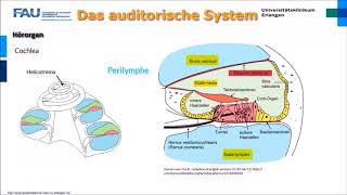 Neurophysiologie ─ Das auditorische System [upl. by Adelina]