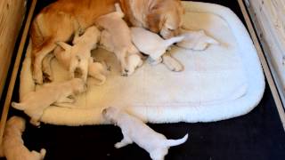 Golden Retriever pups  17 days old [upl. by Haneekas]