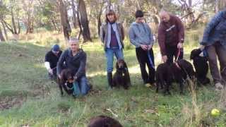 South Australian Murray River Curly Coated Retriever Gathering 2013 [upl. by Isiah]