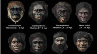 Prehistoric Human Species🧔🏾anthropology [upl. by Ysle]