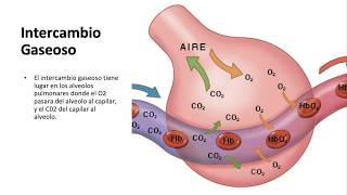 Intercambio Gaseoso FISIOLOGIA DEL SISTEMA RESPIRATORIO [upl. by Pet154]