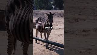 The Zebra Is Not A Horse [upl. by Yard]