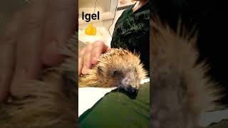 Igel News👍😁 Infos➡Videobeschreibung [upl. by Malynda]