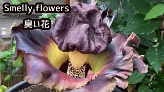 世界一臭い「ゾウコンニャク」の花が咲いた The most odorous flower in the world has bloomed amorphophallus paeoniifolius [upl. by Quintus]