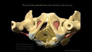 Osteopatia Biodinamica per la Nevralgia del Pudendo [upl. by Ahsenor]