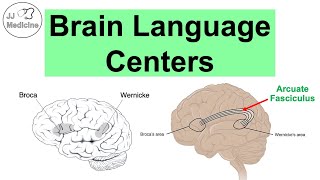 Brain Language Centers Broca’s Area Wernicke’s Area Angular Gyrus amp Arcuate Fasciculus [upl. by O'Shee382]