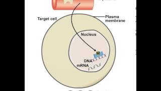 Mechanism of Action of Lipid Soluble Messengers [upl. by Greenwald793]