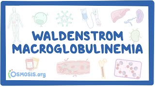 NORD  Waldenstrom Macroglobulinemia [upl. by Creedon191]