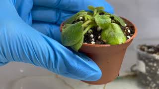 SOS МУЧНИСТЫЙ ЧЕРВЕЦ Mealybug on my violets [upl. by Kred742]