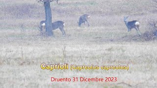 Caprioli Capreolus capreolus Druento 31 Dicembre 2023 [upl. by Eldwen]