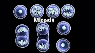 What happens in the four stages of mitosis [upl. by Noval555]