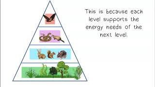 Ecological Pyramids [upl. by Dust]