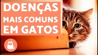 10 doenças comuns em gatos  LISTA DE SINTOMAS [upl. by Aedrahs]