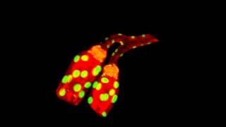 ZEISS Lightsheet Z1  Multiview Drosophila salivary glands [upl. by Ecnaled]