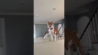 Basenji sounds  BASENJI YODEL  Basenji vs Husky Scream  Basenji Puppy Yodel [upl. by Ludwig403]