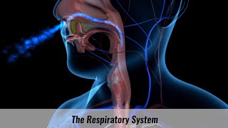 The Human Respiratory System Explained [upl. by Ahsinan]