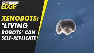 Xenobots represent new form of biological reproduction  WION Edge [upl. by Aehsal]