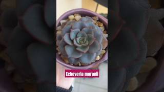 Echeveria moranii echeveriamoranii succulents suculentasbr suculentas suculover suculentaslove [upl. by Bega]