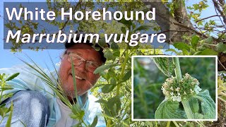 WHITE HOREHOUND HERB in Coto de Caza Marrubium vulgare [upl. by Thibaud416]