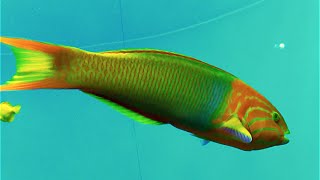 ヤマブキベラ Yellowbrown wrasseSunset wrasse Thalassoma lutescens [upl. by Annayhs670]