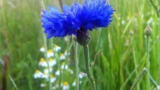 Cornflower Centaurea Cyanus  20120702 [upl. by Efrem]