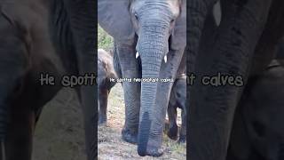 Rare Twin Elephants Spotted at Kapama Game Reserve [upl. by Alboran185]