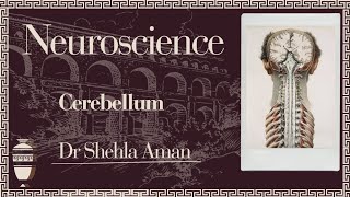 Cerebellum  neurosciences  Dr Shehla Aman [upl. by Erica]