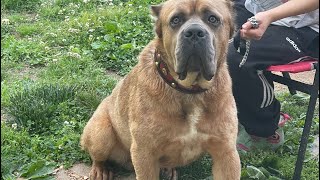 Formentino Cane Corso  Getting Ready for Trip [upl. by Atiral942]