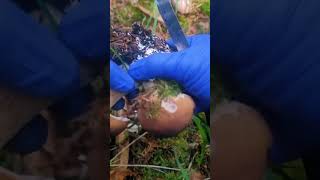 Mushroom Foraging in Your Backyard [upl. by Clercq447]