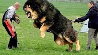 10 Most Powerful Dogs in the World [upl. by Nywloc]