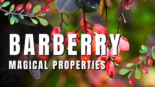 Barberry Magical Properties [upl. by Gamber]