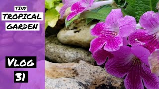 Vlog 31  Tiny Tropical Garden UK [upl. by Raveaux269]