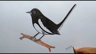 How to draw Magpie step by step দোয়েল পাখি অঙ্কন। Easy way to draw a Magpie [upl. by Aihsakal]