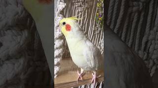 Cute Singing Cockatiel 😍 cockatielscraze birdsinging [upl. by Hermine]