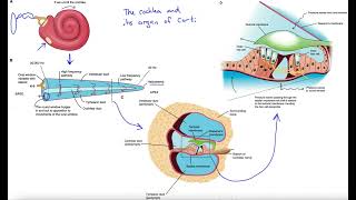 Cochlea and organ of Corti [upl. by Dorris]