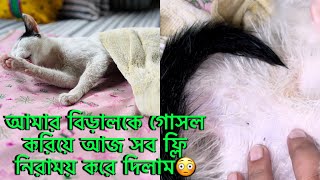 এই গরমে গোসল করিয়ে আমি কিভাবে ২ মিনিটে বিড়ালের উকুনফ্লি সম্পূর্ণ নির্মূল করি Cat Fleas Treatment [upl. by Sorenson687]